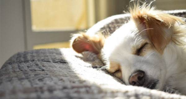 Dogs are really capricious. This is a true story. Please be kind to them. Dogs are really capricious. This is a true story. Please be kind to them.